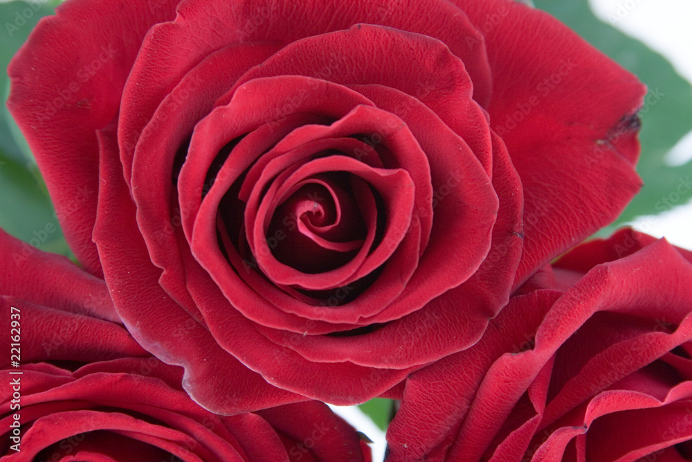 Naklejka premium Red roses