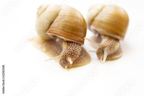 the couple snails
