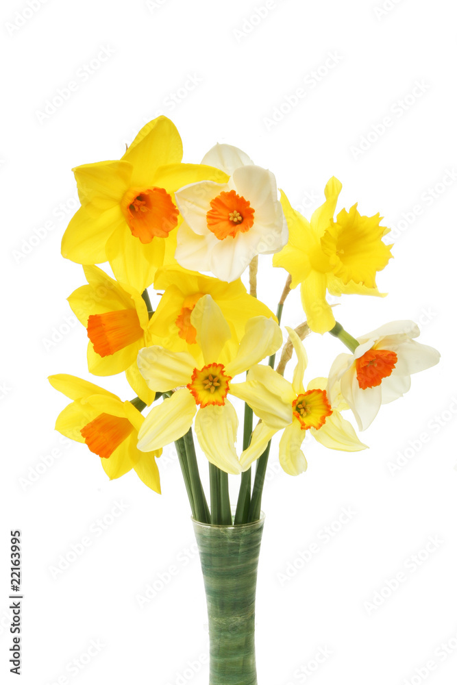 Daffodils in vase closeup