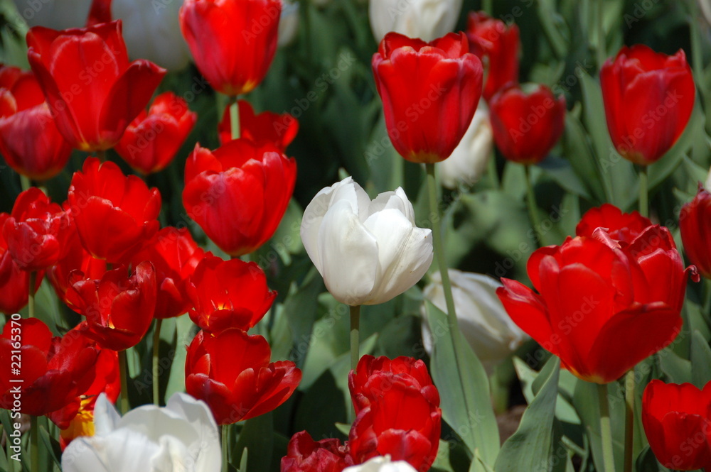 red and white tulips
