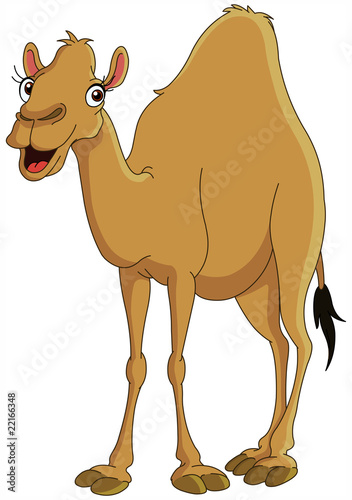 Camel
