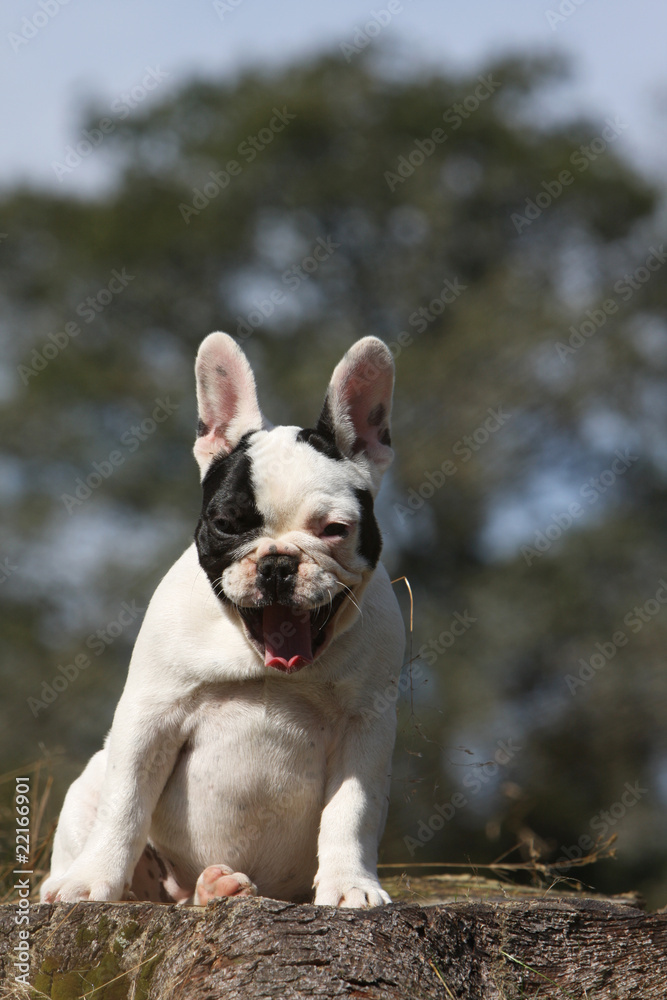 chiot bouledogue français de face en train de bailler Stock Photo | Adobe  Stock