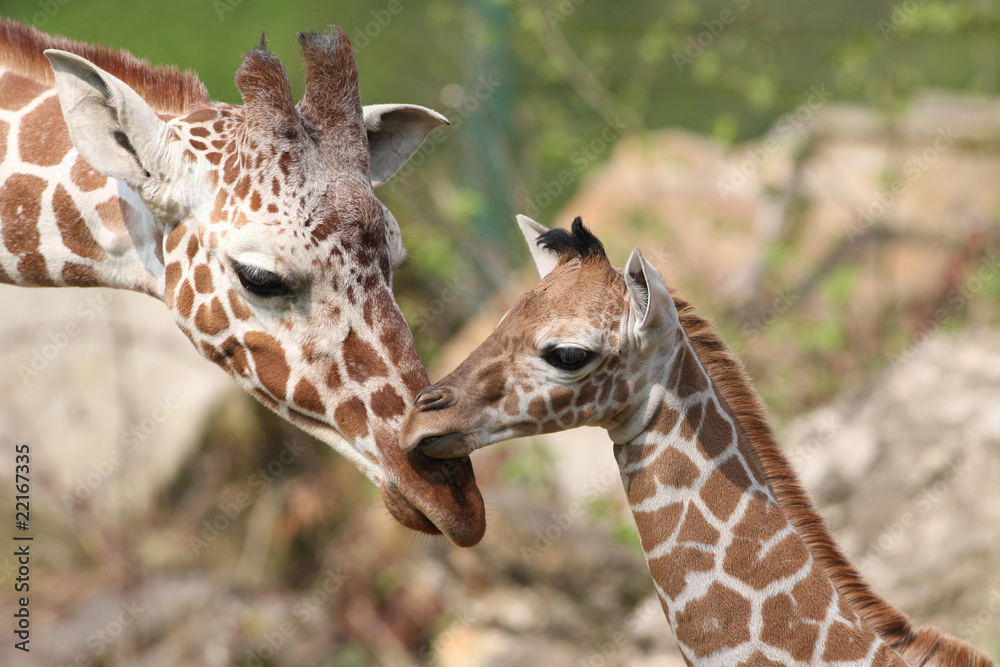 Obraz premium Giraffennachwuchs Carlo