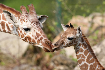 Leinwandbilder Giraffe Junge Giraffe Carlo im Porträt  © Sven Grundmann