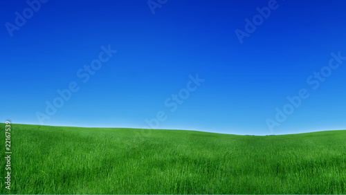 Foto meadow