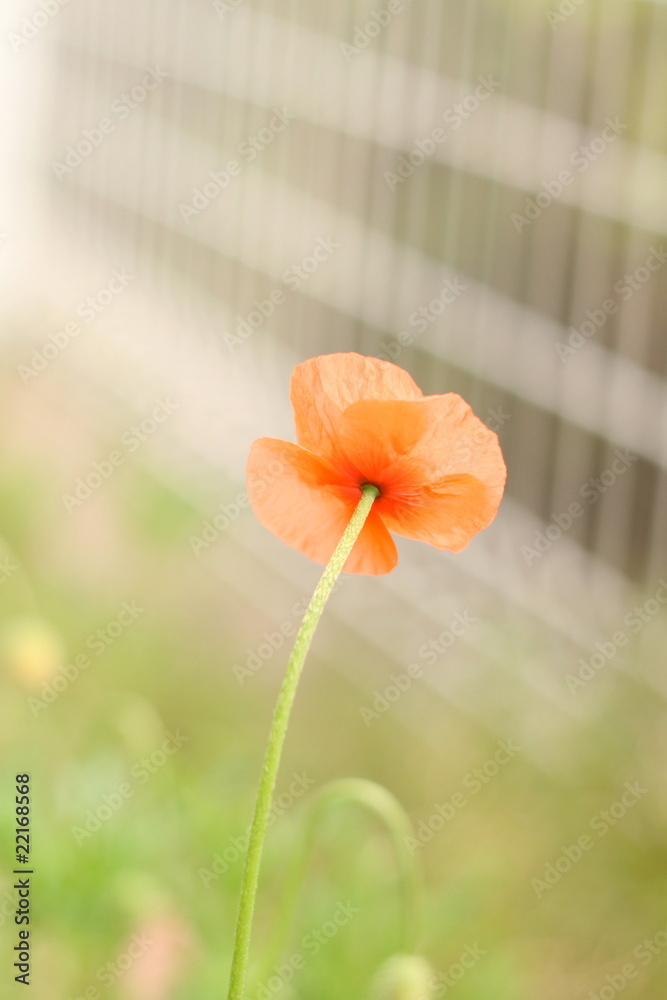 ポピー オレンジ色 Stock Photo Adobe Stock