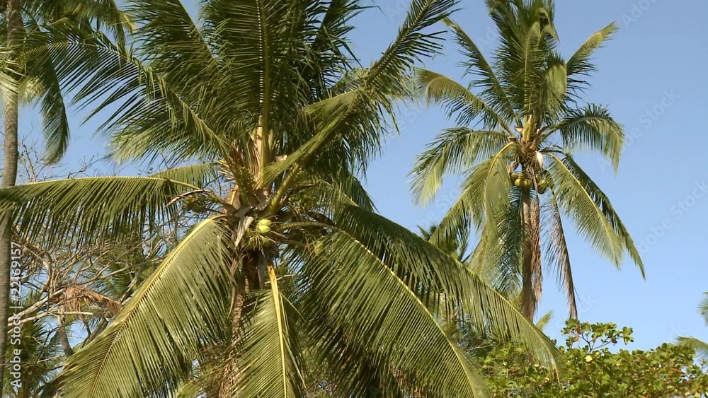 cocotiers