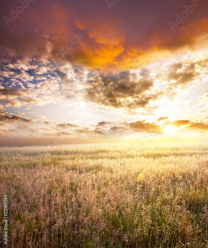 Field on sunset