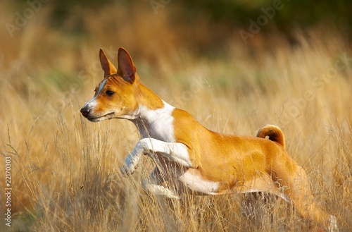 running basenji photo