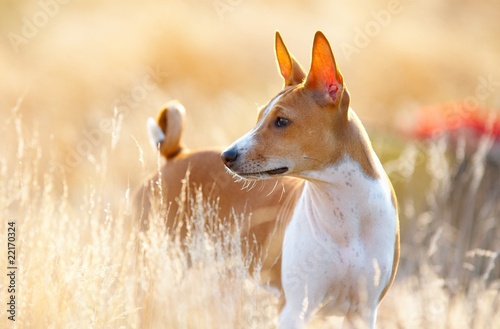 basenji portrait photo