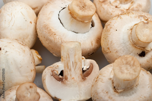 Close-up mushrooms - cep background