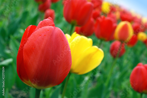 Red and yellow tulips