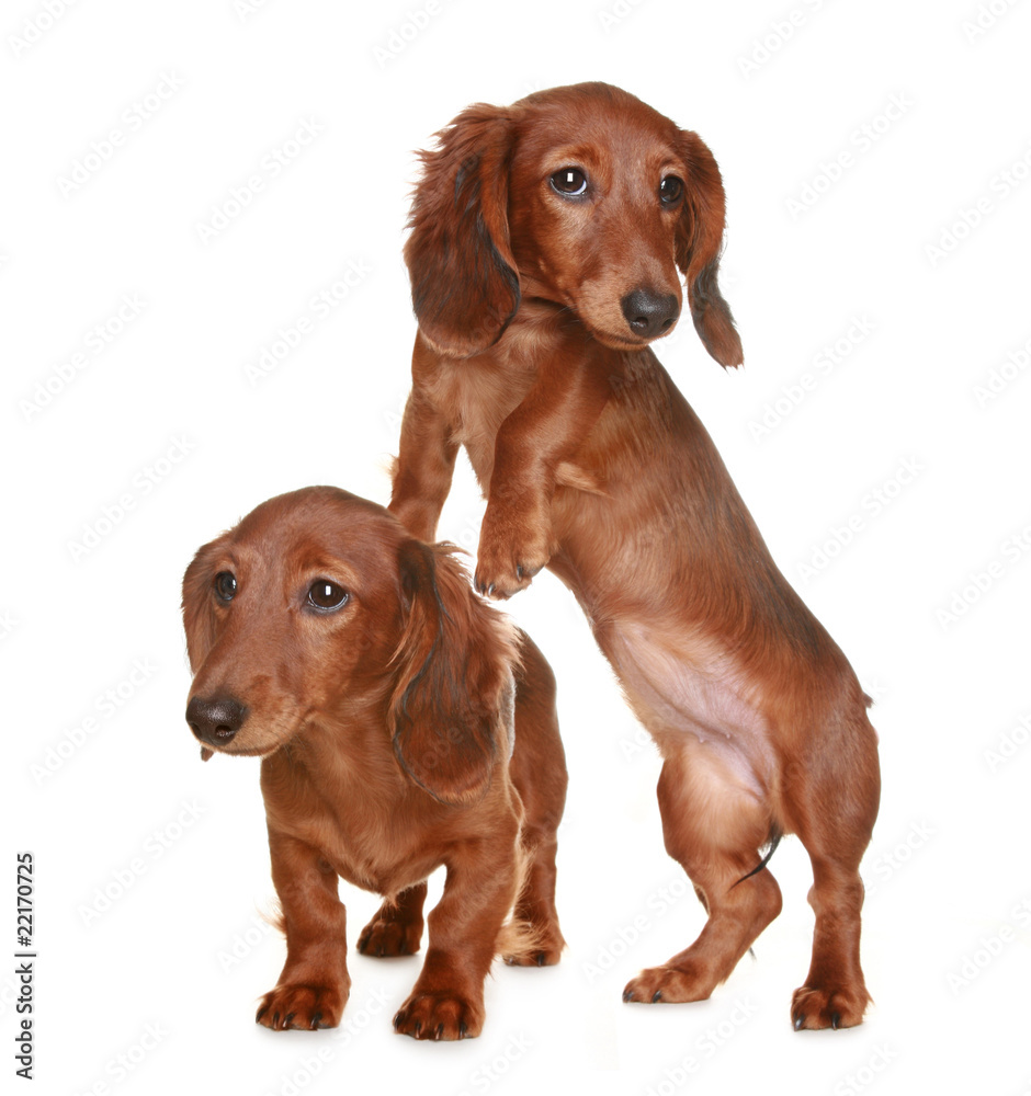 Two long haired Dachshund dog