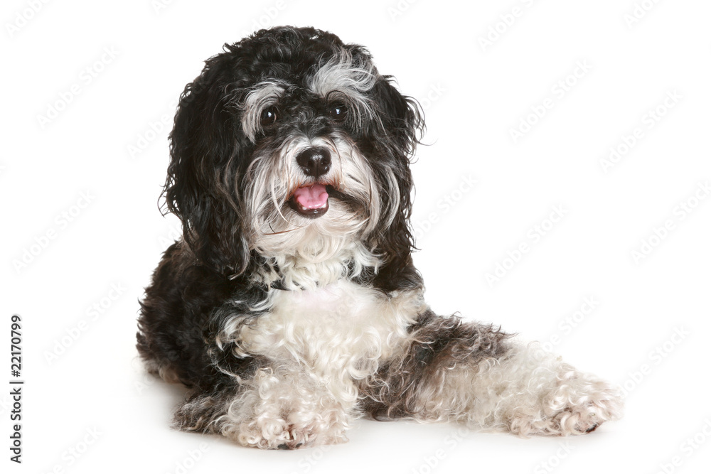 Black and white maltese dog