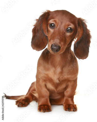 Long haired Dachshund dog © VitCOM