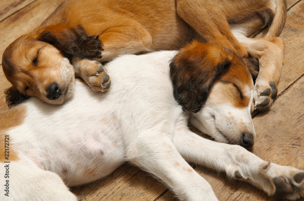 Obraz premium two sleepy puppies