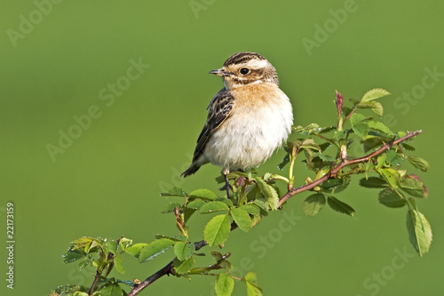 Whinchat (Saxicola rubetra) photo