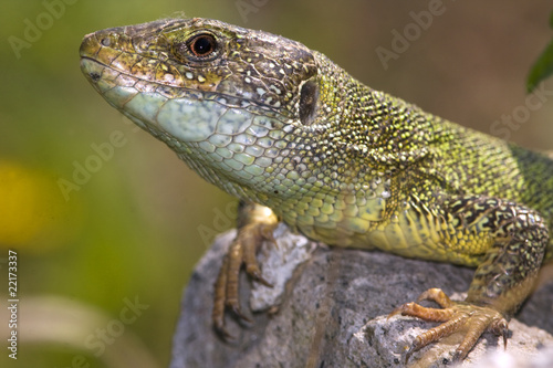 male of green lizard  Lacerta viridis 