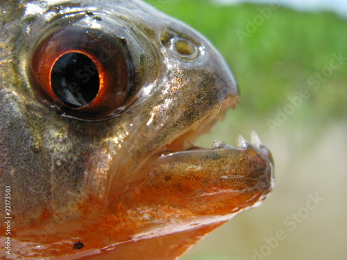 Natterers Sägesalmler oder Roter Piranha  (Pygocentrus nattereri) Serrasalmidae Familie, Amazonas, Brasilien photo