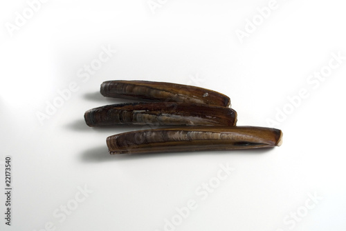 Razor shells (Schwertmuscheln)