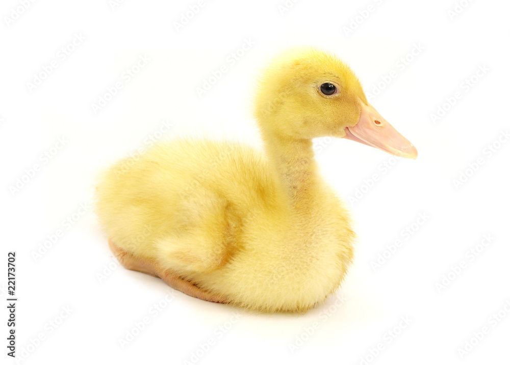 Cute duckling on white