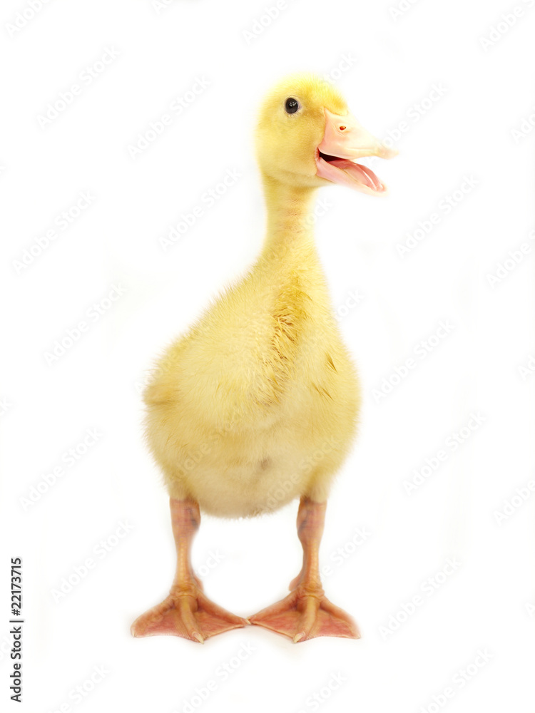 Cute duckling on white Cute duckling on white