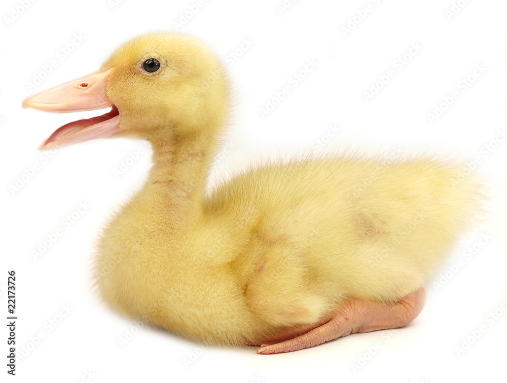 Cute duckling on white