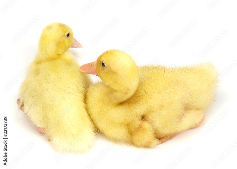 Cute duckling on white