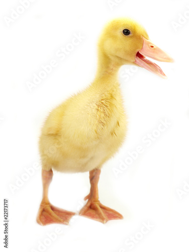 Cute duckling on white