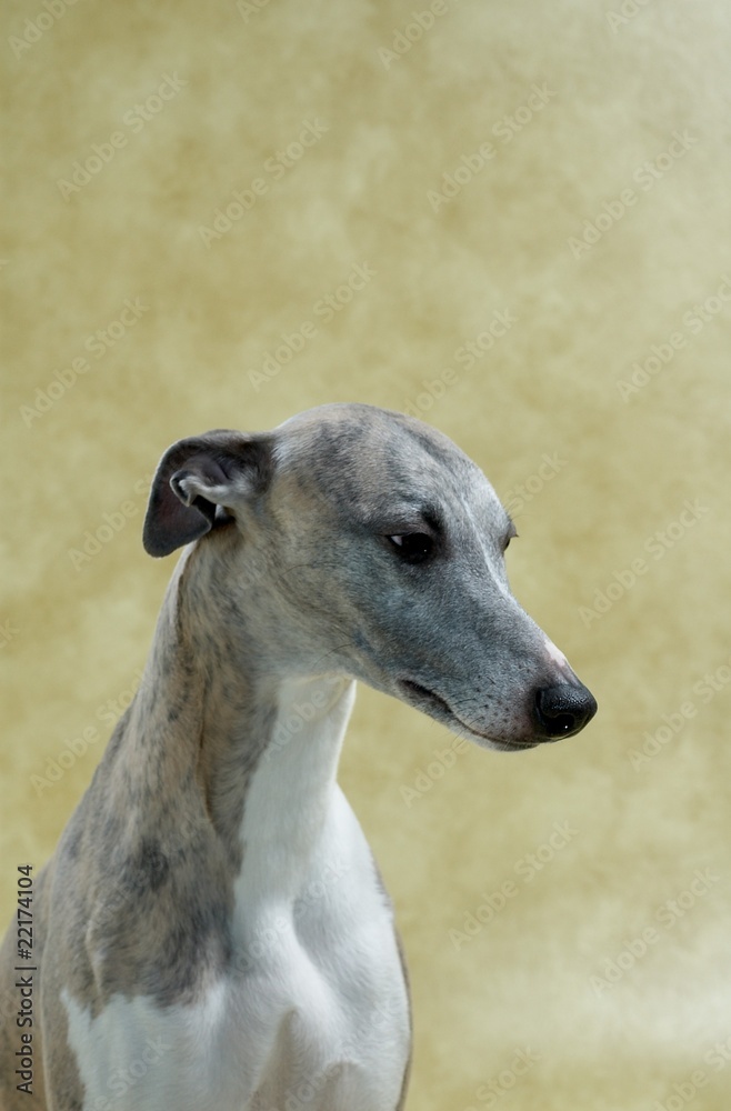 whippet whippet