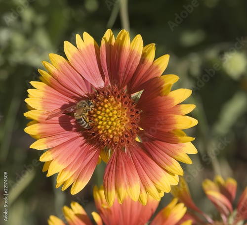 Honeybee on gerbera