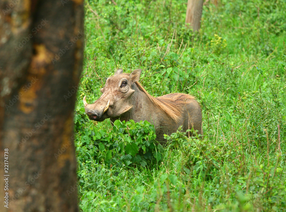 Fototapeta premium Portrait of Wild boar in the forest
