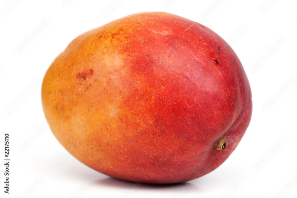 mangue mangue