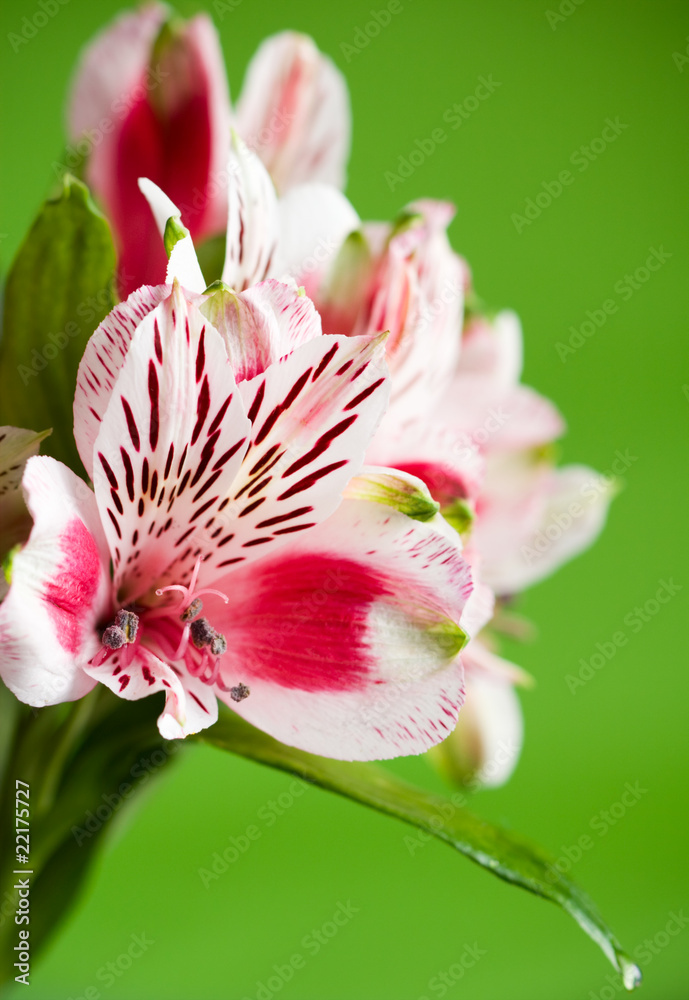 alstroemeria alstroemeria