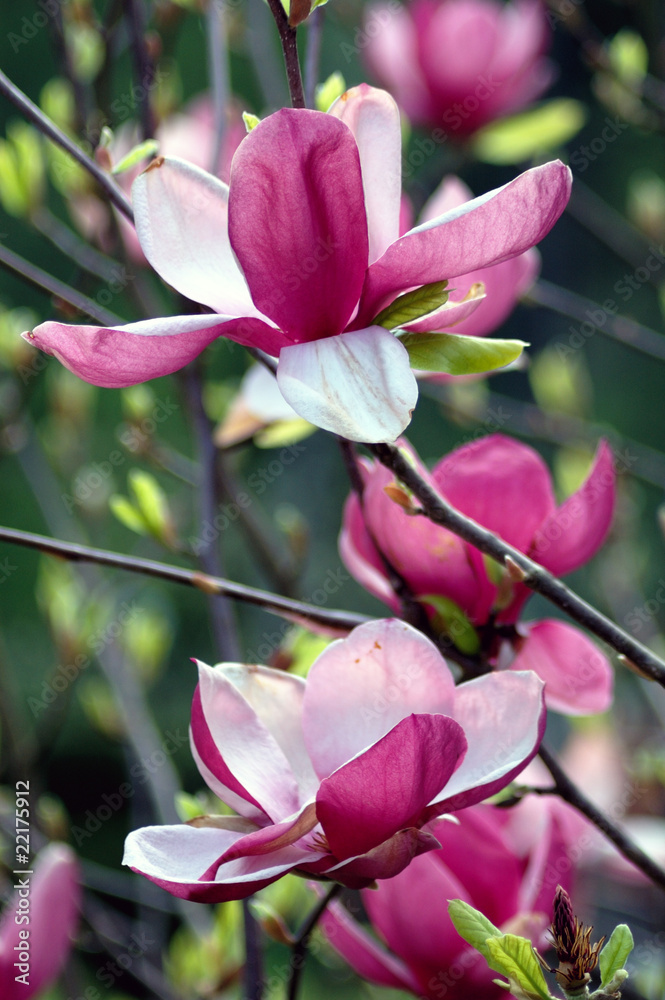 Obraz premium Magnolia