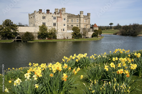 leeds castle spring daffodils kent