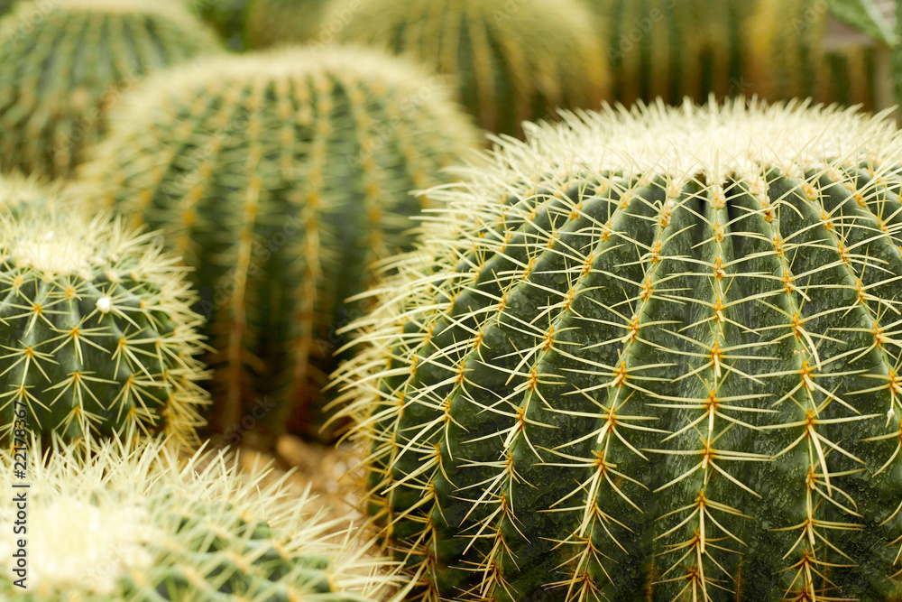 cactus , echinocactus grusonii, golden barrel cactus. cactus , echinocactus grusonii, golden barrel cactus.