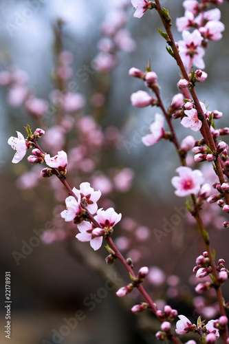 cherry blossom