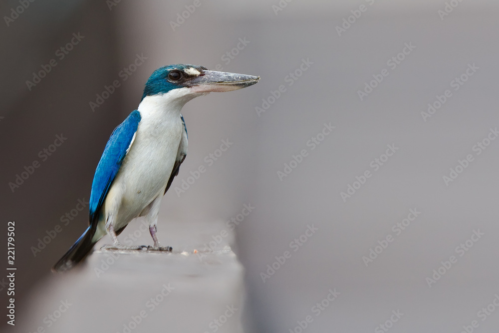 Obraz premium Spiegelliest Todiramphus macleayii