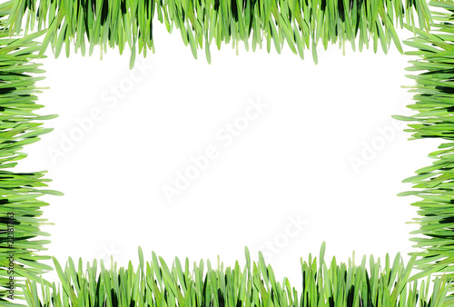 frame of the green grass