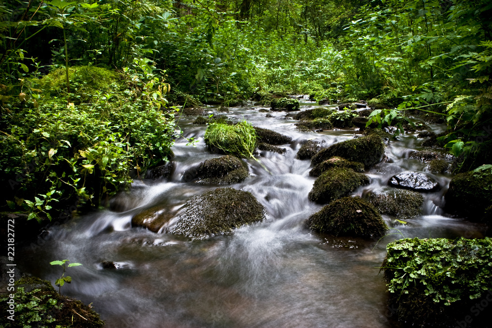 Bach im Schwarzwald