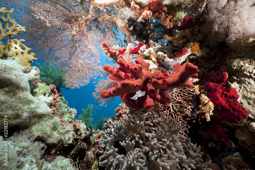 Fototapeta Naklejka Na Ścianę i Meble -  Coral and fish in the Red Sea