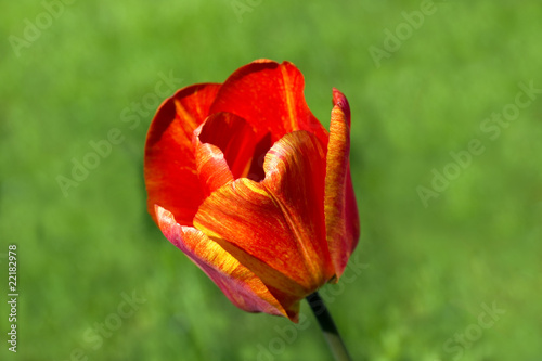 Tulpe - rot   makro
