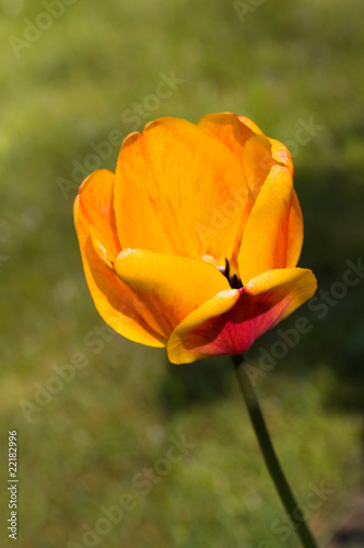 Tulpe - gelb makro
