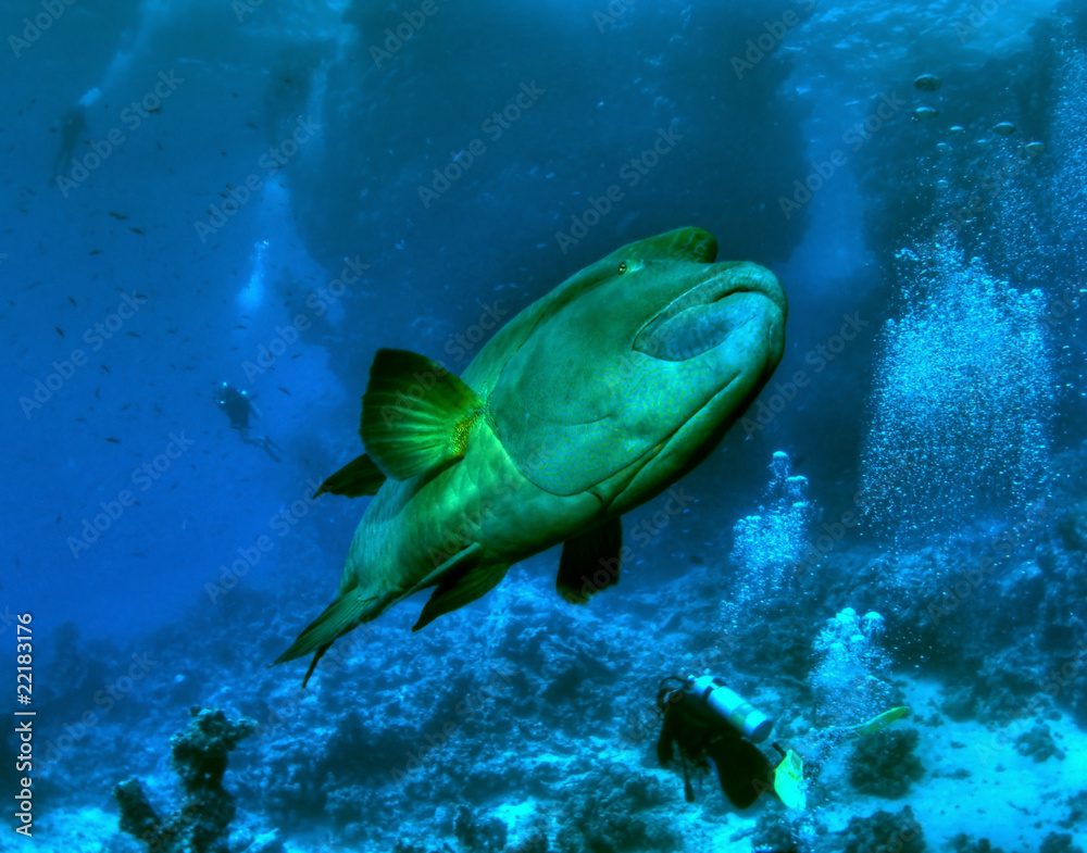 Fototapeta premium Seascape with divers and napoleonfish