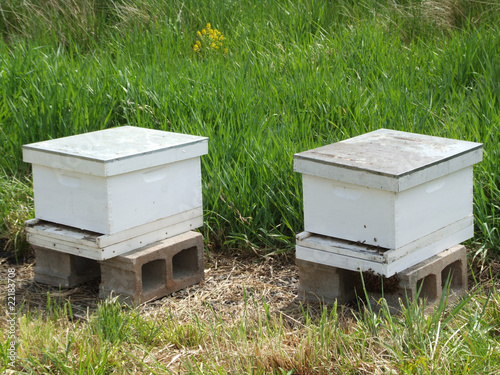 Honey Bee Hives