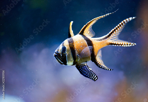 Pesce esotico photo