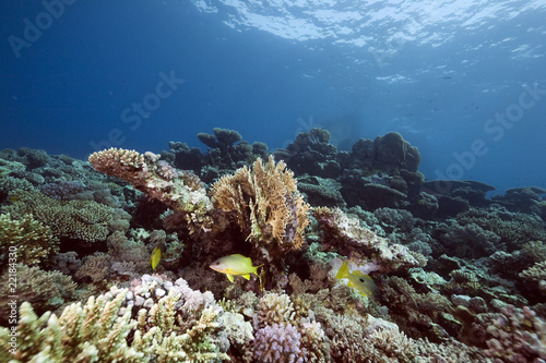 Ocean and coral taken in the Red Sea.