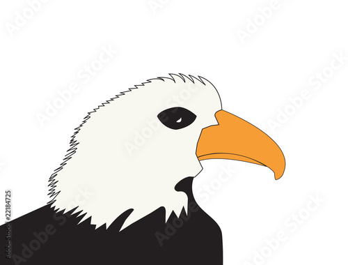 American Bald Eagle