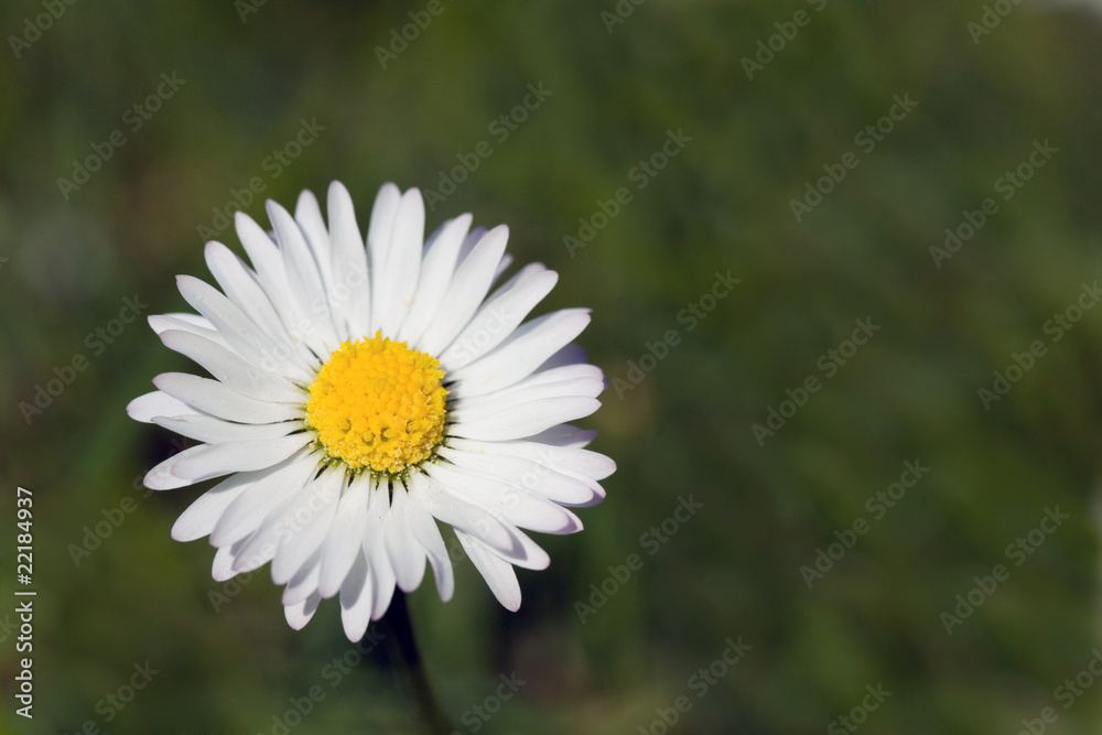 Fototapeta premium Kamille, Matricaria inodora